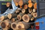 کشف ۲ تن چوب قاچاق در قیروکارزین