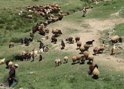 اجرای طرح مدیریت چرا در قیروکارزین