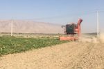 آغاز برداشت چغندر قند از سطح مزارع قیروکارزین
