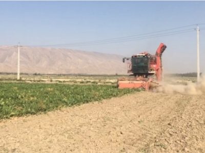 آغاز برداشت چغندر قند از سطح مزارع قیروکارزین