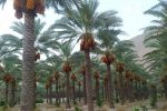 برداشت خرما از نخلستان های قیروکارزین