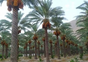 برداشت خرما از نخلستان های قیروکارزین