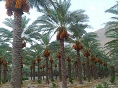 برداشت خرما از نخلستان های قیروکارزین