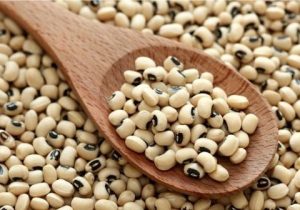 برداشت لوبیا در قیروکارزین به پایان رسید