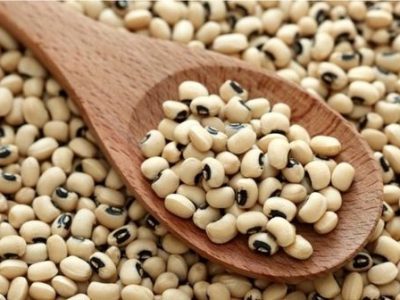 برداشت لوبیا در قیروکارزین به پایان رسید