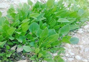 گیاهان خودروی خوراکی قیروکارزین در فصل زمستان