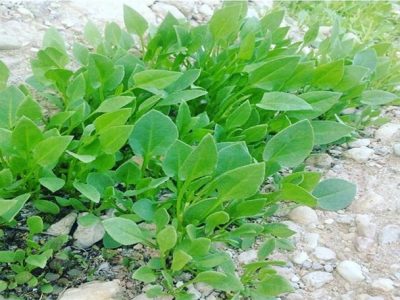 گیاهان خودروی خوراکی قیروکارزین در فصل زمستان