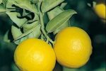 قیروکارزین رتبه اول تولید لیمو شیرین کشور دارد