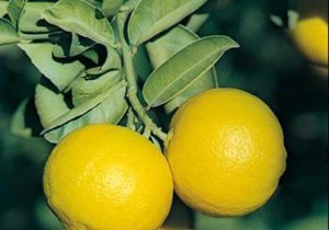 قیروکارزین رتبه اول تولید لیمو شیرین کشور دارد