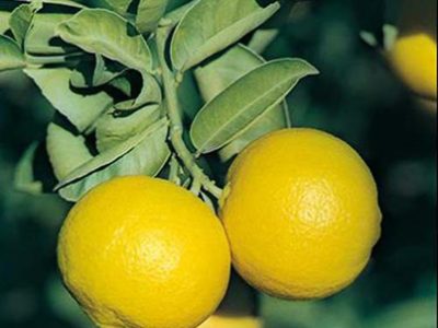 قیروکارزین رتبه اول تولید لیمو شیرین کشور دارد