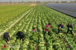 پیش بینی برداشت بیش از ۲۰ هزار تن کاهو