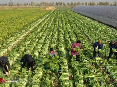 پیش بینی برداشت بیش از ۲۰ هزار تن کاهو