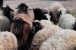 دستگیری سارق و کشف احشام مسروقه درقیروکارزین