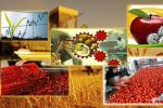 صادرات ۷۰۰ تن محصولات کشاورزی قیروکارزین