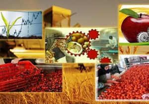 صادرات ۷۰۰ تن محصولات کشاورزی قیروکارزین