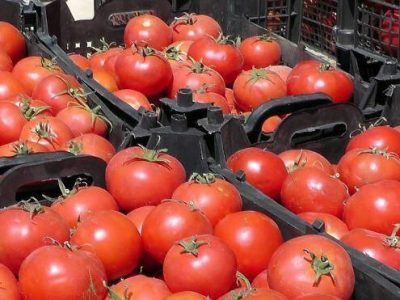 گوجه شهرستان مهر در راه بازار