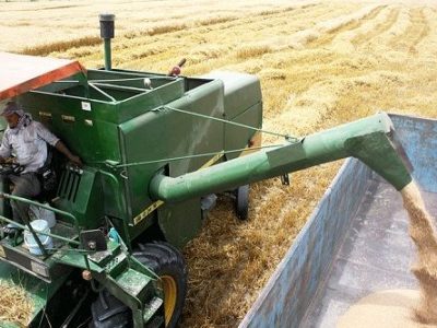 آغاز برداشت مزارع گندم آبی قیروکارزین