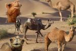 کوچ عشایر پرورش دهنده شتر از جنوب فارس
