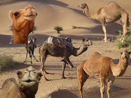 کوچ عشایر پرورش دهنده شتر از جنوب فارس