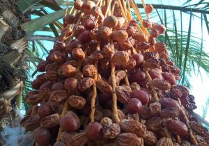 خسارت سه هزار میلیارد ریالی به نخیلات قیروکارزین بر اثر خشکیدگی خوشه های خرما