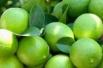 خرید حمایتی لیموترش در قیروکارزین آغاز می شود