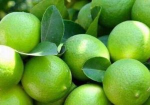 خرید حمایتی لیموترش در قیروکارزین آغاز می شود