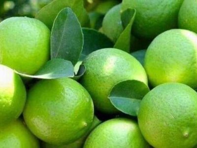 خرید حمایتی لیموترش در قیروکارزین آغاز می شود