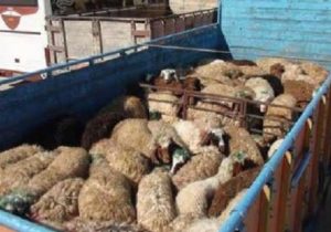 کشف ۴۳ راس احشام قاچاق در قیروکارزین