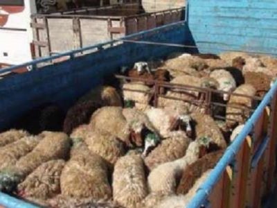 کشف ۴۳ راس احشام قاچاق در قیروکارزین
