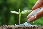 توزیع ۴۵۰۰ تن کود شیمیایی در قیروکارزین 