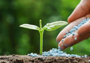 توزیع ۴۵۰۰ تن کود شیمیایی در قیروکارزین 