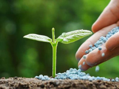توزیع ۴۵۰۰ تن کود شیمیایی در قیروکارزین 