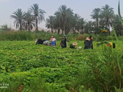 سطح زیر کشت خیار در قیروکارزین کاهش یافت  