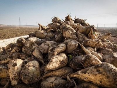 آغاز برداشت چغندر قند در قیروکارزین