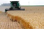 نرخ ۲۰ هزارتومانی برای خرید تضمینی گندم از زبان سرپرست وزارت جهادکشاورزی