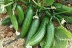 آغاز برداشت خیار سبز در قیروکارزین