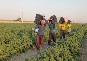 بادمجان پاییزه قیروکارزین راهی بازار شد