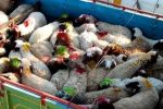 نجات ۹۶ راس بره از دام قاچاقچیان