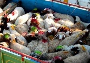 نجات ۹۶ راس بره از دام قاچاقچیان