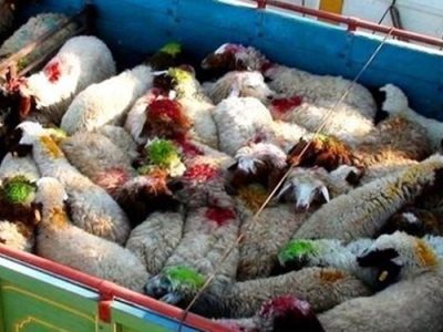 نجات ۹۶ راس بره از دام قاچاقچیان