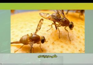 هشدار طغیان مگس میوه مدیترانه‌ای در باغ‌های فارس