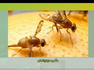 هشدار طغیان مگس میوه مدیترانه‌ای در باغ‌های فارس