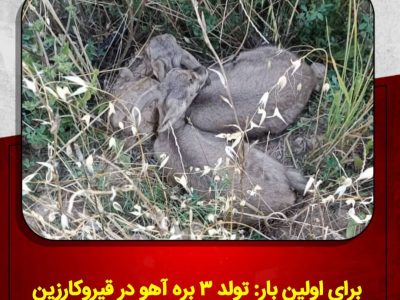تولد ۳ بره آهو در قیروکارزین